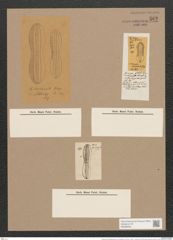 Navicula incurvata [splendida var. incurvata] Rbh. (de-Toni-Nr.: Genus 1, Species 243) Zeichnungen Sammlung Grunow Nr. 582 (NHMW-BOT-W0366940)